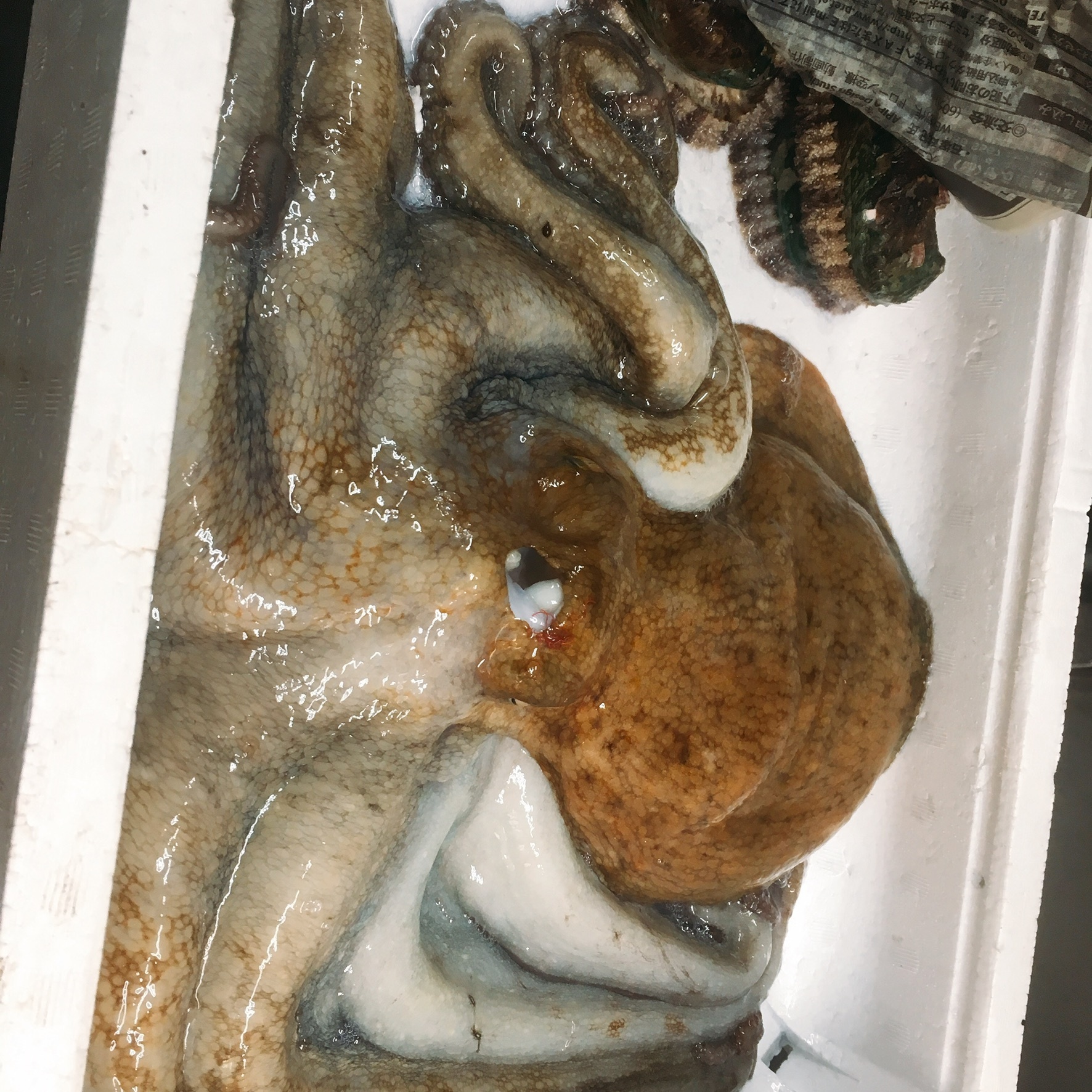 水蛸と真蛸はどっちが美味しいか 旬味楽八神のぶろぐ